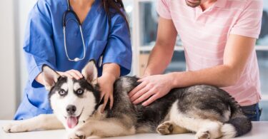 Лечение мочекаменной болезни у собак
