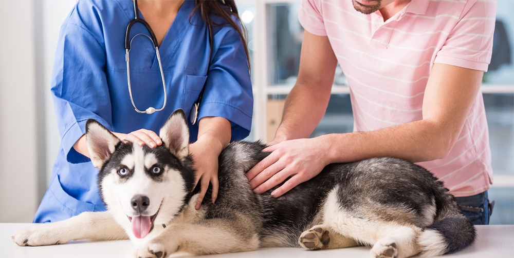 мочекаменная болезнь у собак симптомы и лечение