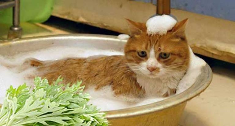 чемеричная вода от блох у кошек
