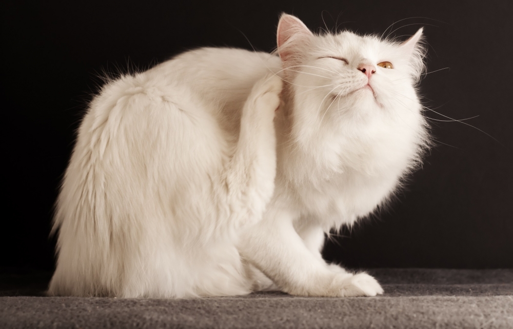 хозяйственное мыло от блох у кошки