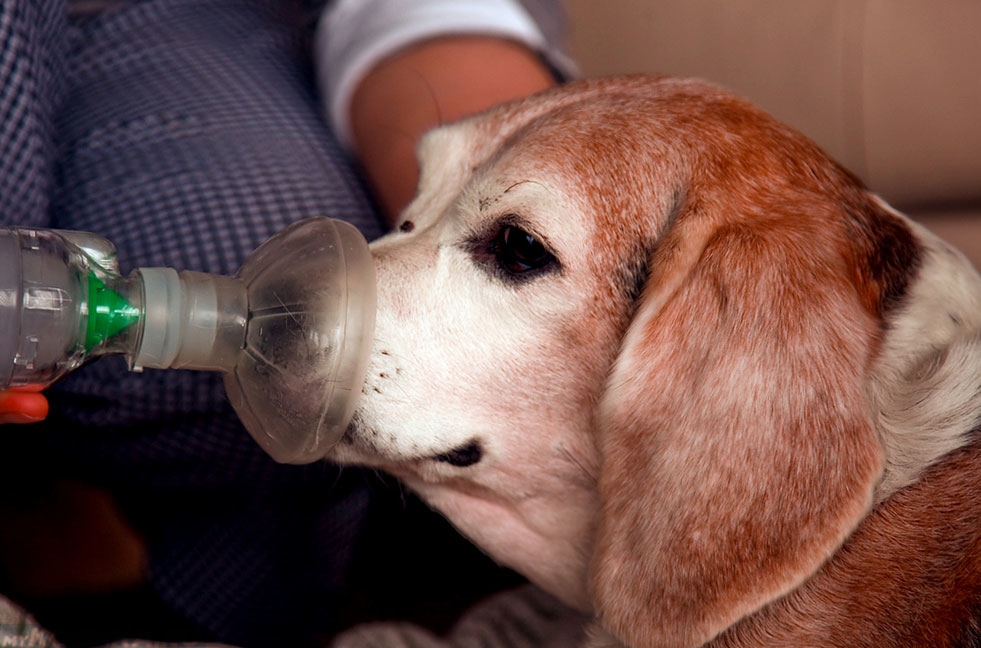 у собаки течет из носа прозрачная жидкость