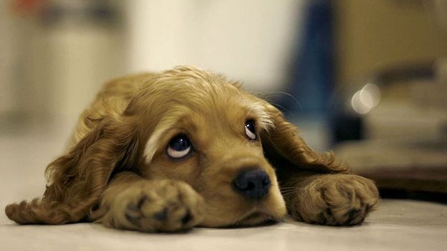 атония мочевого пузыря у собак лечение