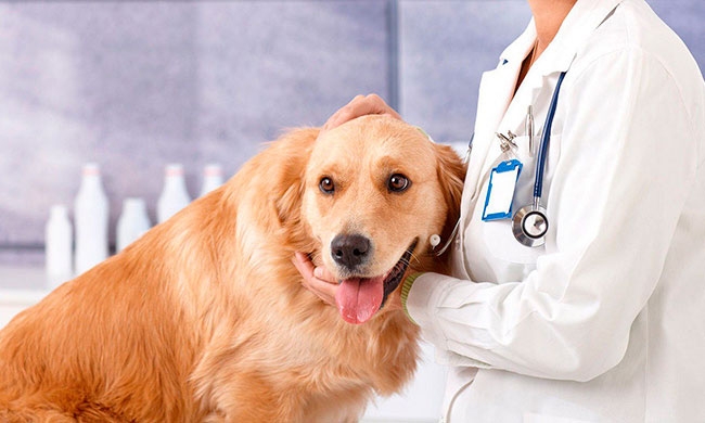 недержание мочи у собаки причины лечение