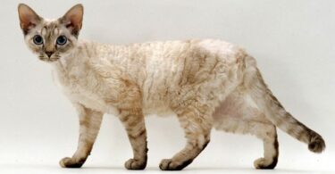 Необычные породы кошек