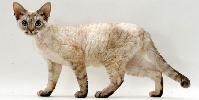 необычные породы кошек