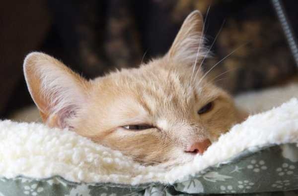 температура тела у кошек в норме