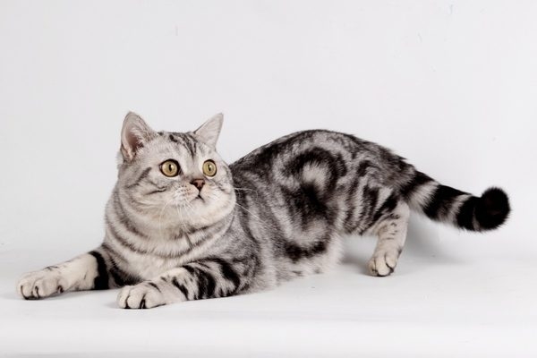 шотландский мраморный кот