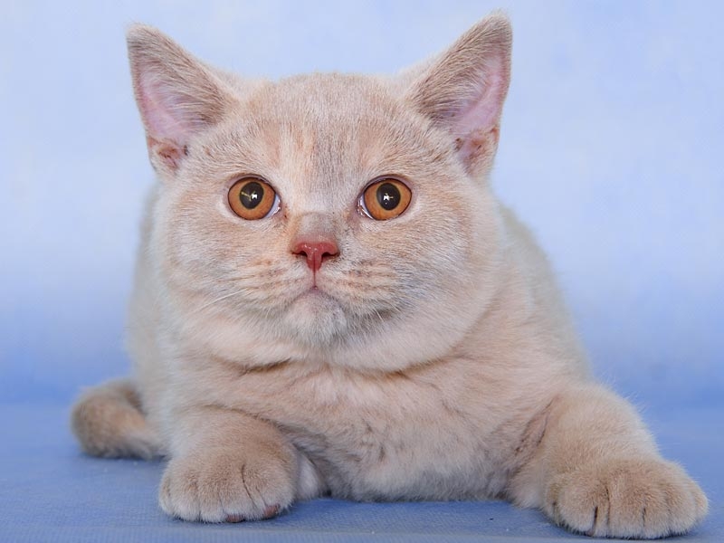 шотландская вислоухая кошка шоколадного окраса фото