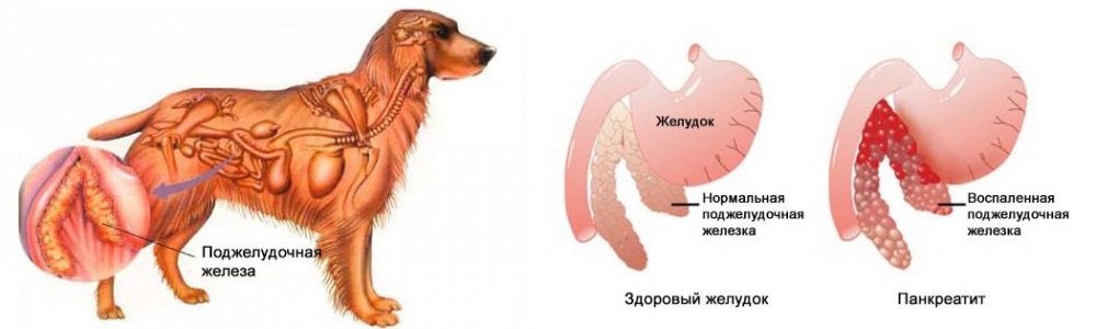 панкреатит у собак симптомы и лечение