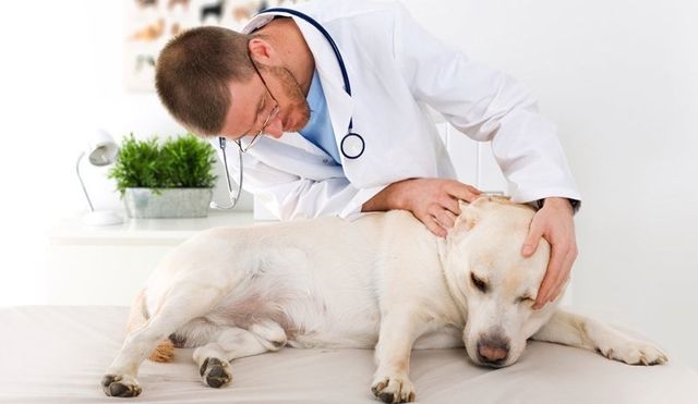 папилломатоз у собак