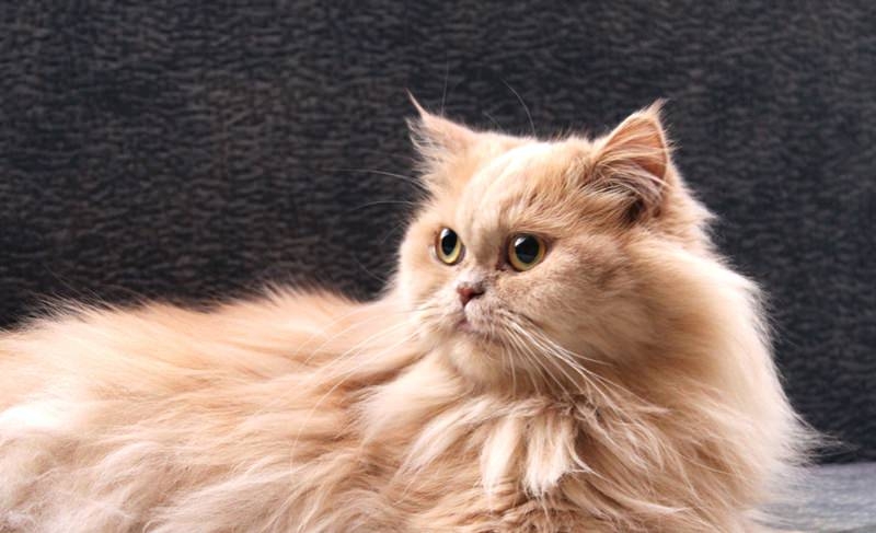персидские кошки описание породы