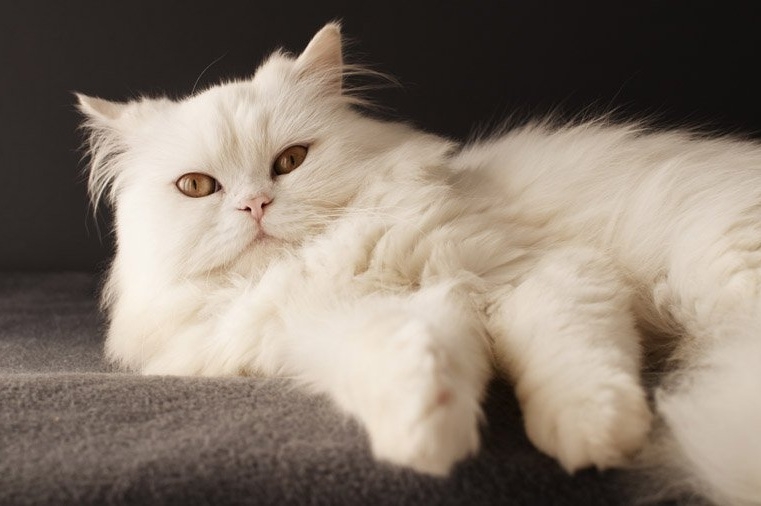 сколько живут персидские кошки в домашних условиях