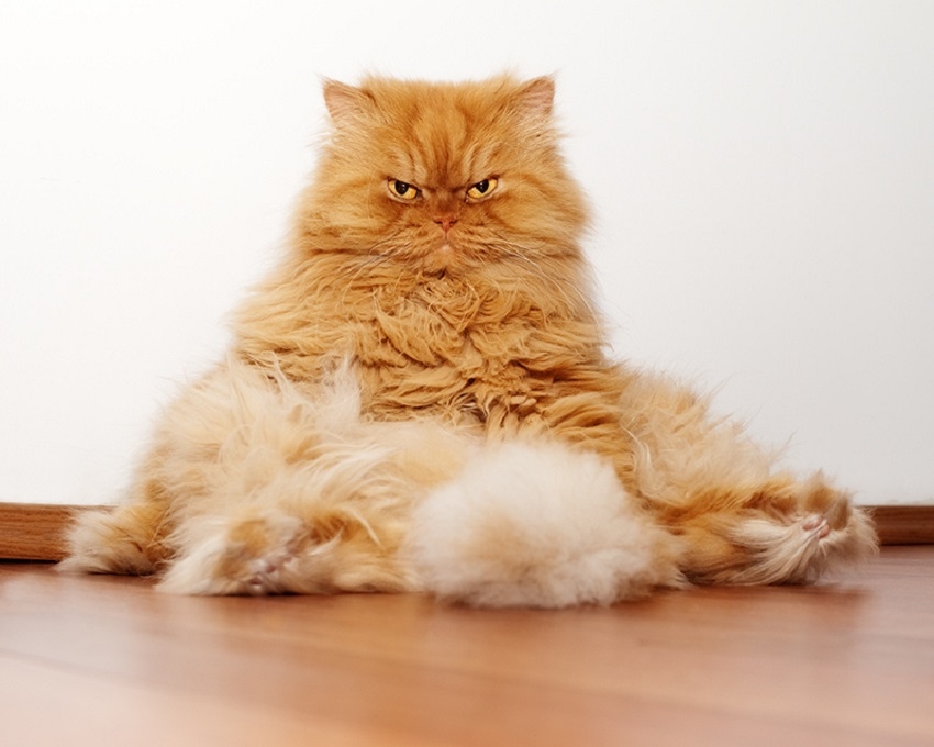 рыжий персидский кот