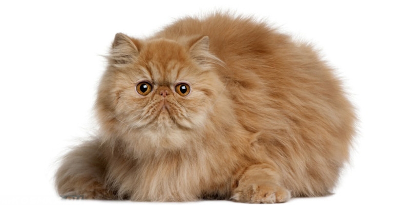 сколько стоит персидский котенок