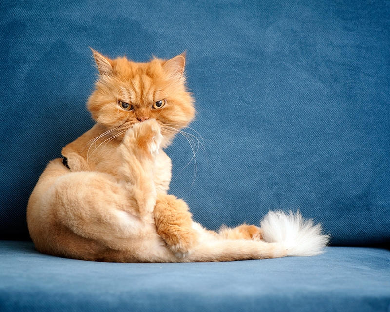 сколько живут персидские кошки в домашних условиях