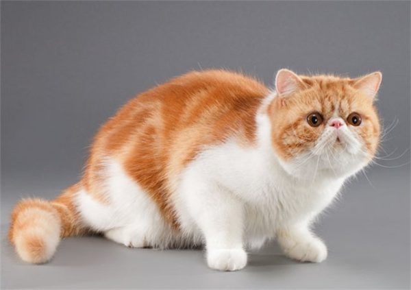 персидская кошка характер