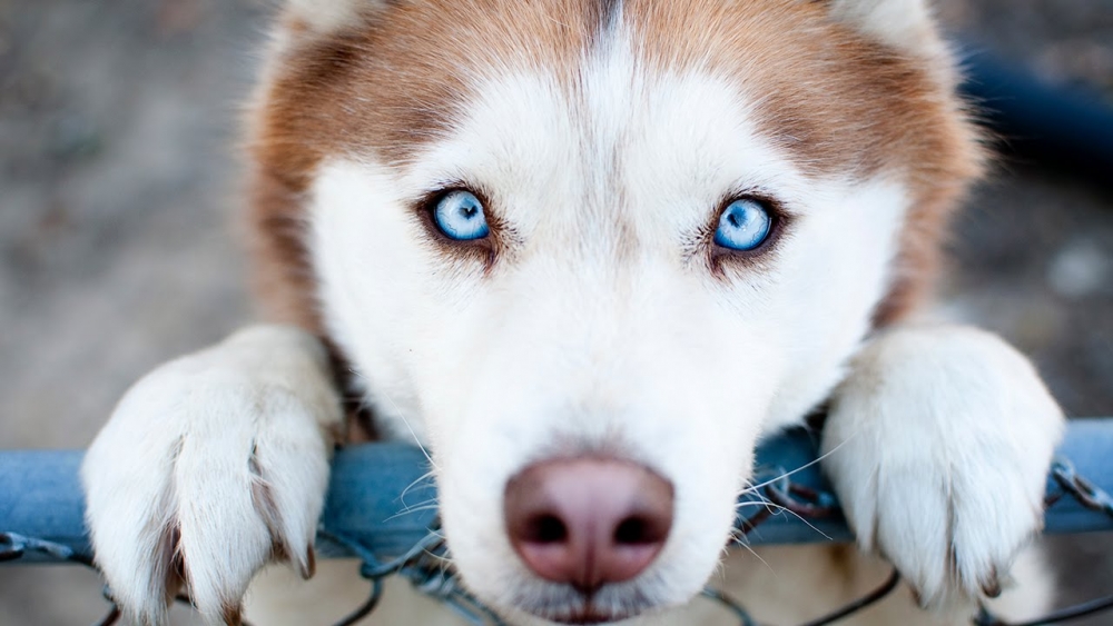 пиодермия у собак фото лечение симптомы