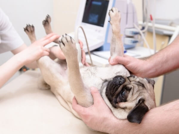 пиометра у собак симптомы и лечение фото