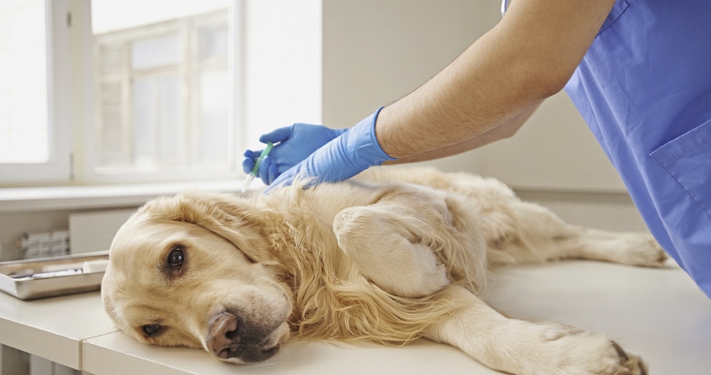 пиометра у собак симптомы и лечение фото