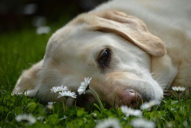 пироплазмоз у собак симптомы лечение