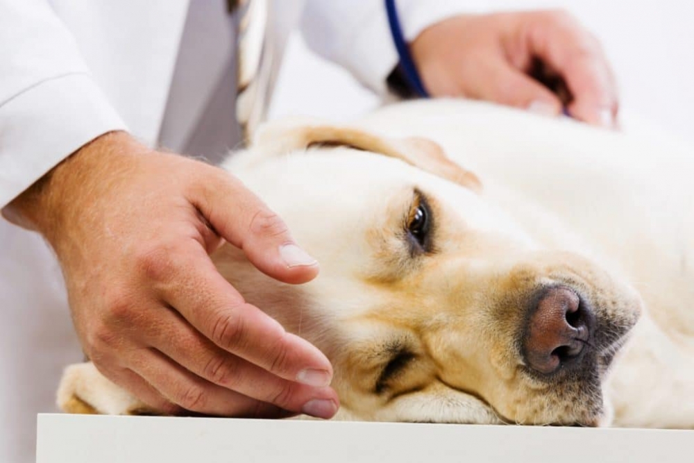 бабезиоз у собак симптомы