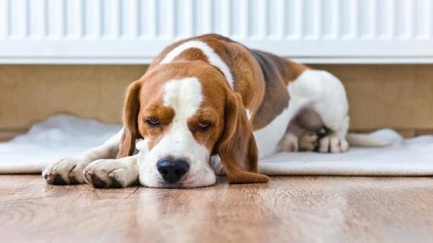 почечная недостаточность у собак симптомы и лечение