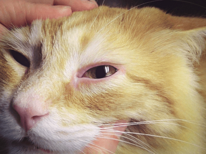 почему у кошки слезится один глаз