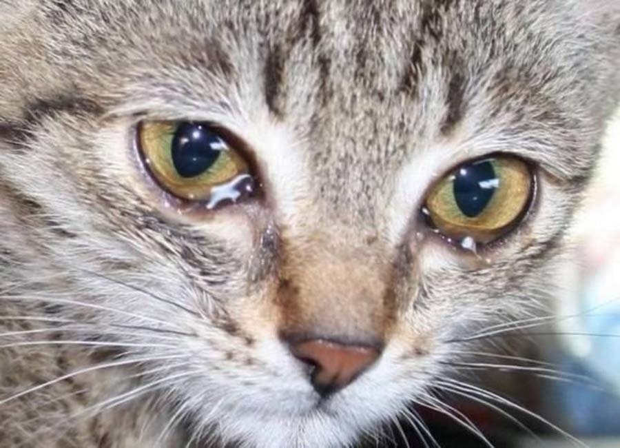 почему у кошки слезятся глаза