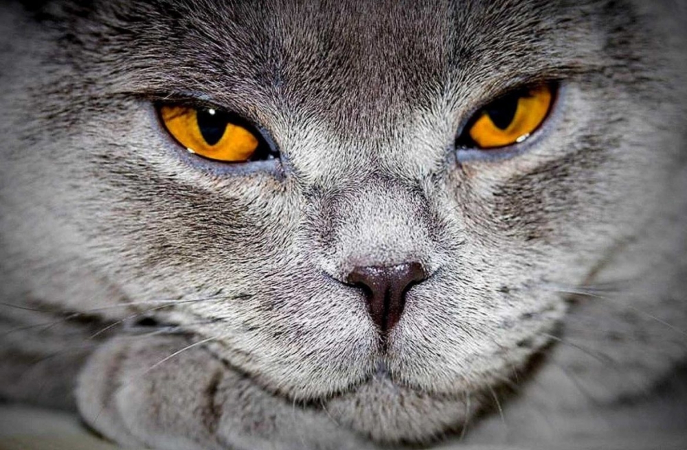 у шотландского котенка слезятся глаза что делать