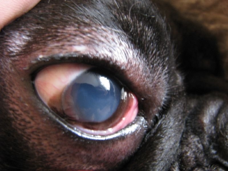 красные глаза у собаки причины и лечение
