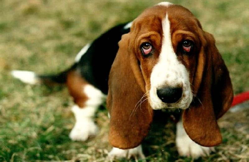 почему у собаки красные белки глаз