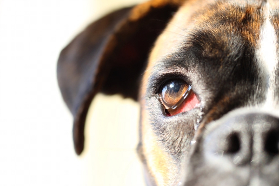 красные глаза у собаки причины и лечение