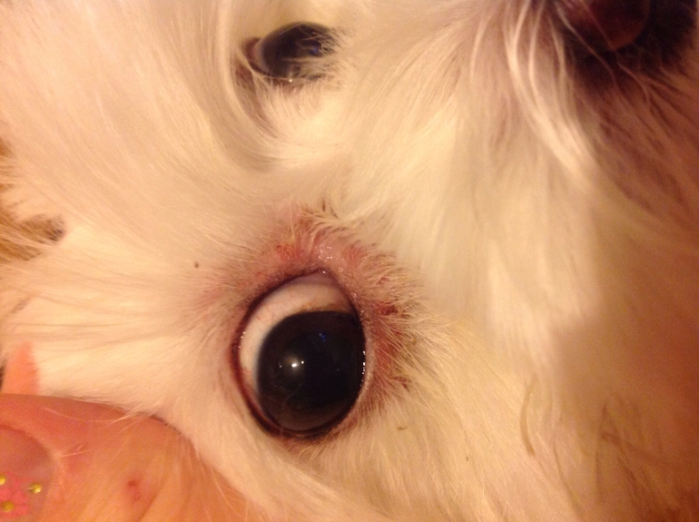 почему у собаки красные белки глаз