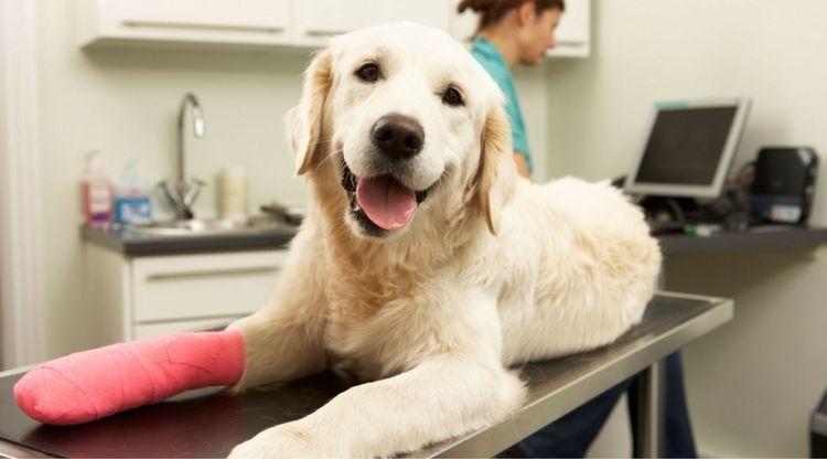 пододерматит у собак лечение в домашних условиях