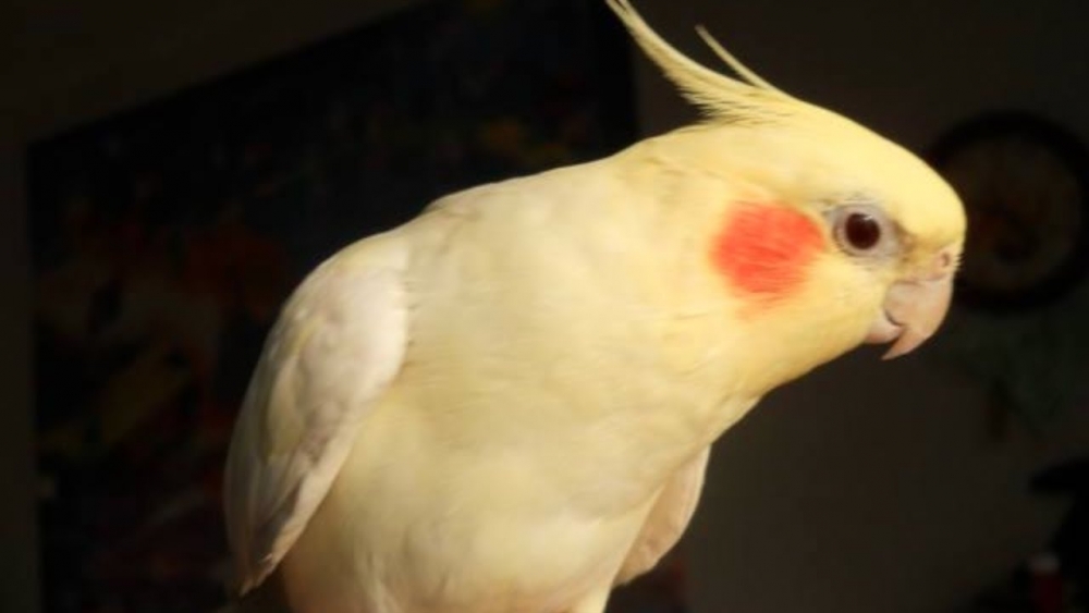 болезни попугаев корелла симптомы и лечение