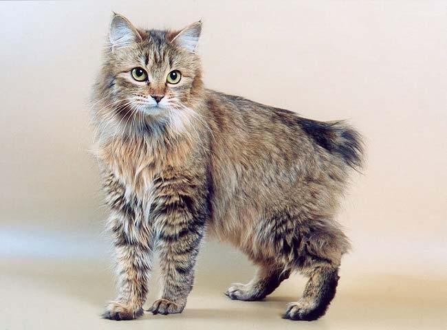порода кошек с коротким хвостом