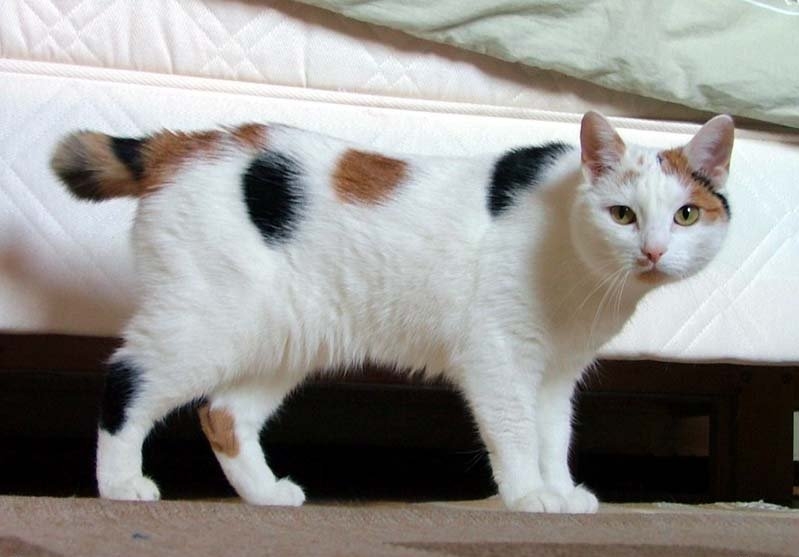 порода кошек с коротким хвостом