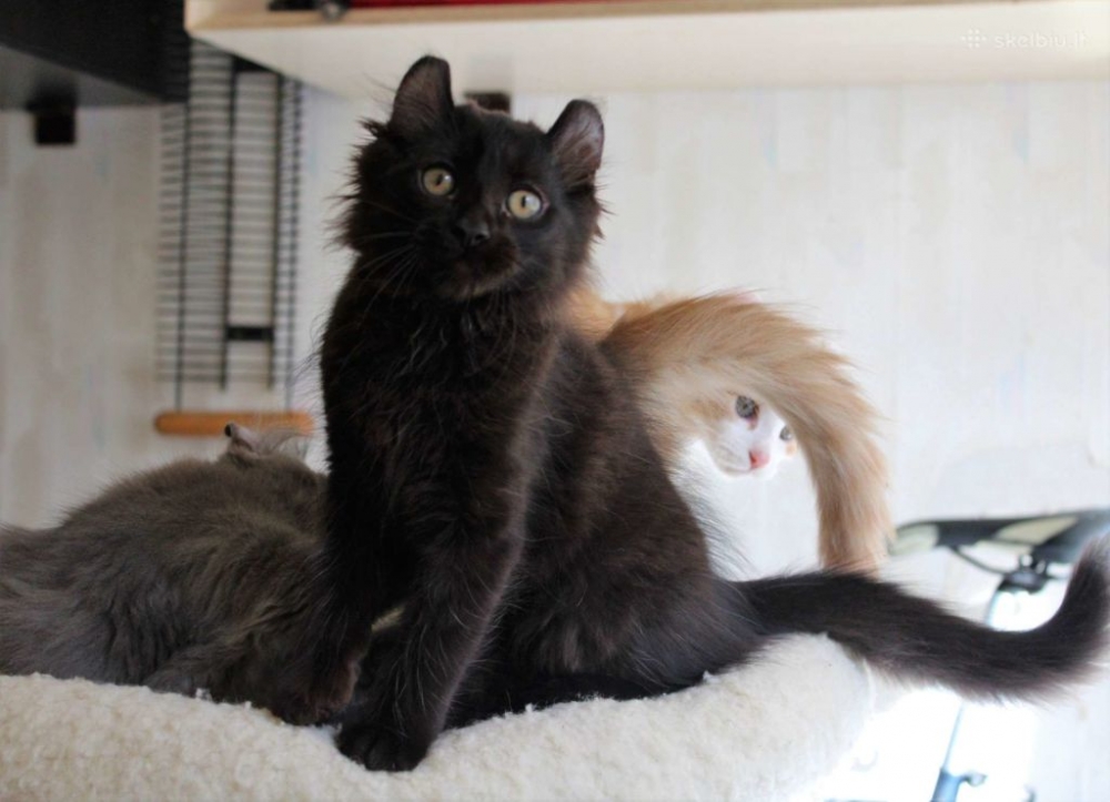 черно белые кошки порода