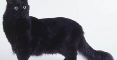 породы черных кошек