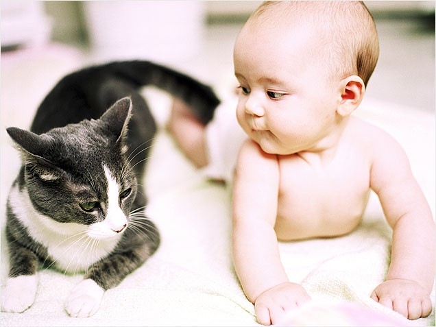 какую породу кошек выбрать для ребенка