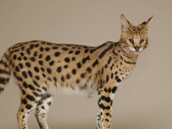 кошка похожая на леопарда