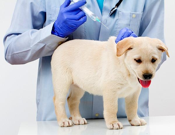 прививка от бешенства собаке побочные эффекты