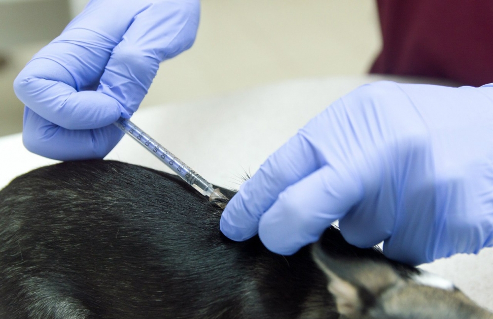 вакцина от бешенства для собак