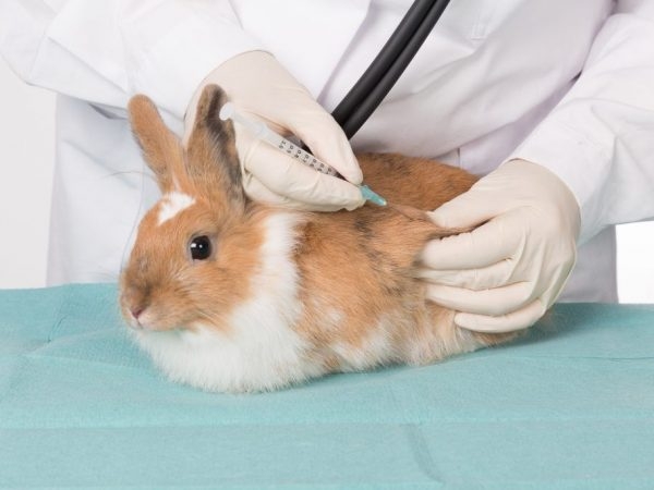 вакцинация кроликов схема