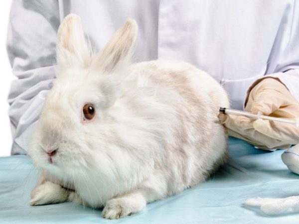 прививки кроликам какие и когда делать