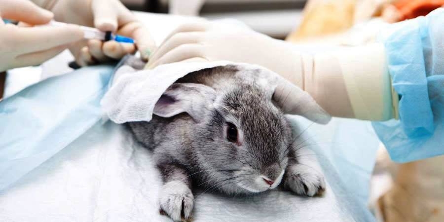 вакцинация кроликов схема