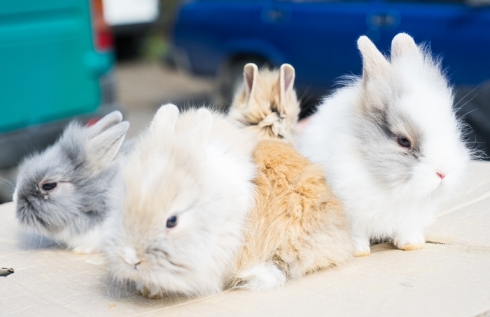прививки кроликам какие и когда делать