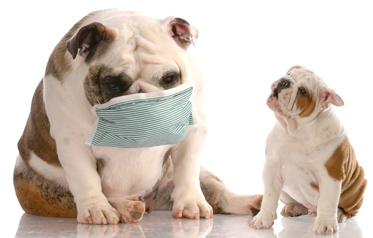признаки простуды у собак