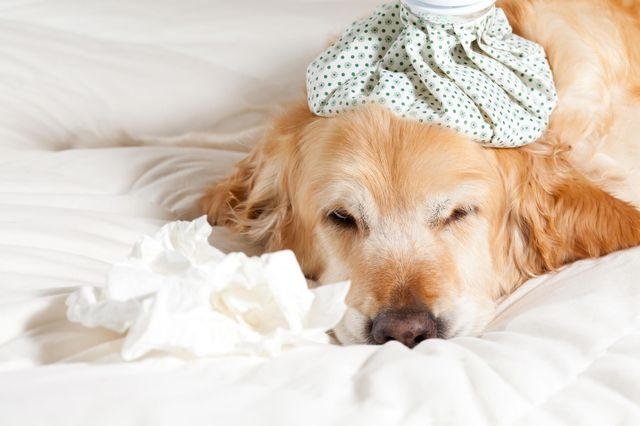 признаки простуды у собак