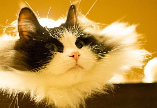 рагамаффин кошка